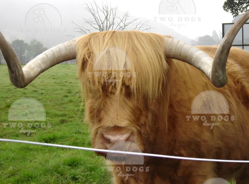 Digital Photo Download - Scotland Highland Cow