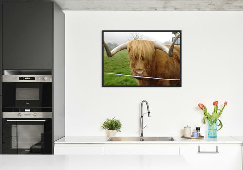 Digital Photo Download - Scotland Highland Cow