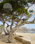 Coastal Pine Tree on the Beach in Mallorca – Serene Nature Photography Digital Download
