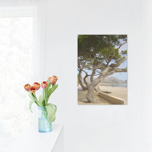 Coastal Pine Tree on the Beach in Mallorca – Serene Nature Photography Digital Download